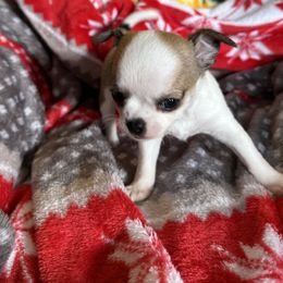Chihuahua Puppies from Longview Chihuahua's