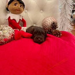 Girl 2 - Liver female Miniature Schnauzer puppy in Yorktown, Texas from Snanzzy Minature Schnauzers