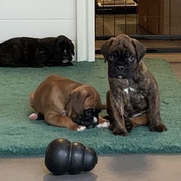 Boxer Puppies from Aleman Euro Boxers