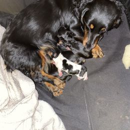 Dachshund Puppies from Howard's Hillside Farms