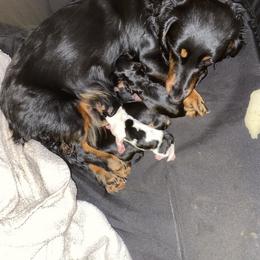 Dachshund Puppies from Howard's Hillside Farms
