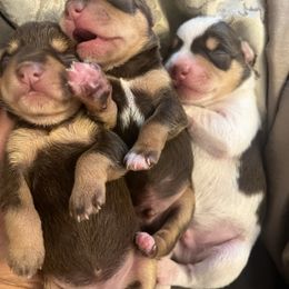 Miniature Schnauzer puppies from Journee Home Mini Schnauzers