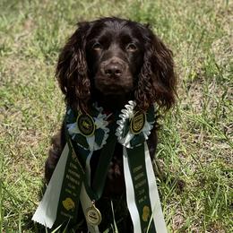 Boykin Spaniels, Chinese Cresteds, and Poodles from Jushae Kennel