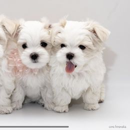 Maltese Puppies from Cora Hiranaka