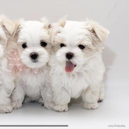 Maltese Puppies from Cora Hiranaka