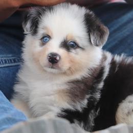 BMM3 - Filly x Sloan - Blue merle male Miniature Australian Shepherd puppy in Goliad, Texas from Sassy Lil Aussies and Diamond W Poodles