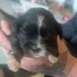 Jasmine - Brown female Lhasa Apso puppy in Fort Worth, Texas from Cynthia's Lhasa Apsos