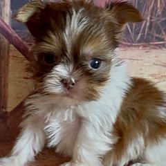 Jackson - Brindle and white male Shorkie puppy in Idaho from Little Rascal Ranch