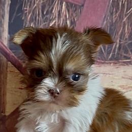 Jackson - Brindle and white male Shorkie puppy in Idaho from Little Rascal Ranch