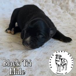 Verde - Black tri male Toy Australian Shepherd puppy in Jaroso, Colorado from Heaven Sent Aussies