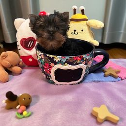 Clarence - Blue and gold male Yorkshire Terrier puppy in Kendallville, Indiana from Yorkies Kisses