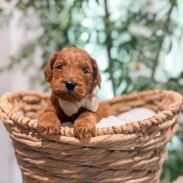 Hurricane - Red  male Goldendoodle puppy in Sulphur, Louisiana from Curly Q’s Of Carlyss