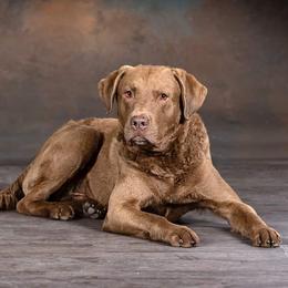 Mack - Chesapeake Bay Retriever