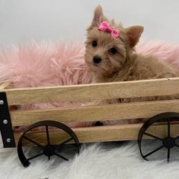 Orla - Gold female Yorkshire Terrier puppy in Benton, Illinois from Furry Tailz Yorkies