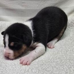 Girly girl 3 - Black tan and white female Basenji puppy in Caldwell, Texas from Candyce Witte