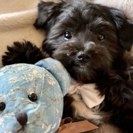Morkies from Kay’s Cutie Poos