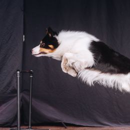 Border Collies from Sea Glass Border Collies