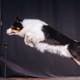 Border Collies from Sea Glass Border Collies