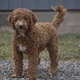 Nolan - Goldendoodle