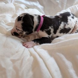 Jemma - Harlequin female Great Dane puppy in Mineola, Texas from RC Ranch Great Danes And Cane Corsos