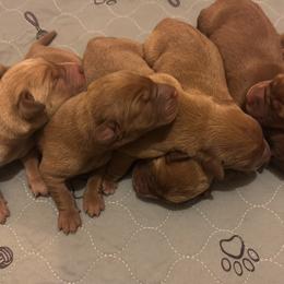 Female pick 5 - Yellow female Labrador Retriever puppy in Wardensville, West Virginia from Sager’s Labrador Puppies