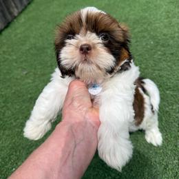Ricky Ricardo -AKC Champion Bloodline - Red and white male Shih Tzu puppy in Long Beach, California from Prieto Shih-Tzu's