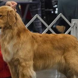Golden Retrievers and Labrador Retrievers from Dioscuri Kennel