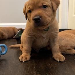 Labrador Retriever Puppies from Fia Red Retrievers