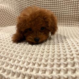 Cliff - Red  male Poodle puppy in California from Bri’s Toy Poodles