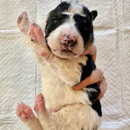 White Tricolor 2 - Tri-color male Bernedoodle puppy in Brooksville, Florida from Kruger Doodles