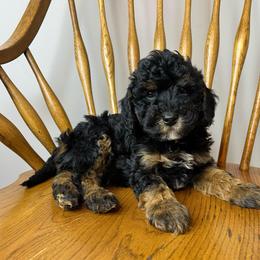 Nugget - Phantom male Goldendoodle puppy in Crawford, Mississippi from Magnolia State Poodles and Doodles