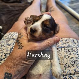 Hershey - Piebald male Dachshund puppy in Gordon, Georgia from Long Dogs Yellow Farm