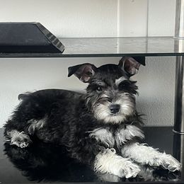 Miniature Schnauzer Puppies from Sugarbaby Kennel