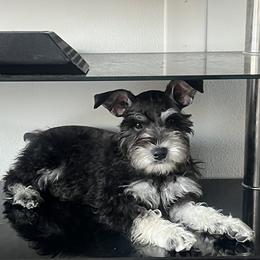 Miniature Schnauzer Puppies from Sugarbaby Kennel