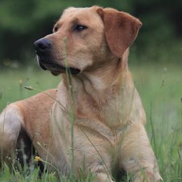 Labrador Retrievers from Lady oak k9