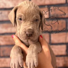 Thyme - Silver male Great Dane puppy in Norton, Ohio from Guilty Pleasure Great Danes & Frenchies
