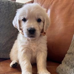 Brown boy - Light golden male Golden Retriever puppy in Pahrump, Nevada from Southern Nevada Goldens