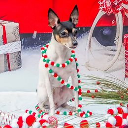 Parker - Toy Fox Terrier