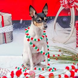Parker - Toy Fox Terrier