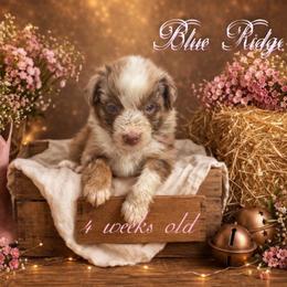 Sierra - Red merle female Australian Shepherd puppy in Albany, Kentucky from Blue Ridge
