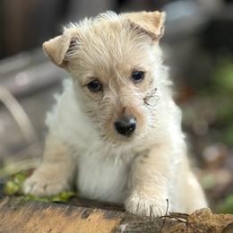 Scottish Terrier Puppies from Capstone Scottish Terriers