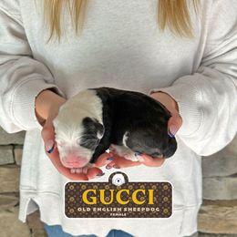 Gucci - Gray and white female Old English Sheepdog puppy in Cleveland, Tennessee from Narrow Path Old English & Sheepadoodles