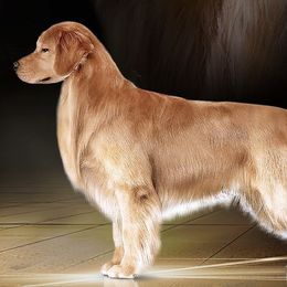 Booker - Golden Retriever