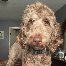 Chloe - Goldendoodle