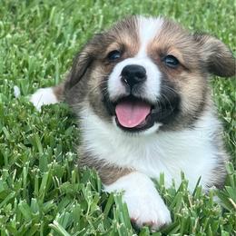 BB Boy 3 - White and red male Pembroke Welsh Corgi puppy in Dickinson, Texas from Gulf Coast Corgis