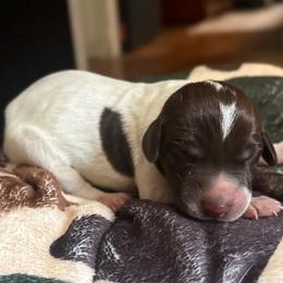 Hazel - Liver and white female German Shorthaired Pointer puppy in Georgia from CMC Farms