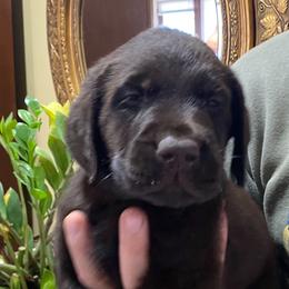 Noah - Chocolate male Labrador Retriever puppy in Maynardville, Tennessee from Three Bears Labradors