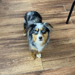 Mabel - Toy Australian Shepherd