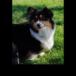 Kit - Pembroke Welsh Corgi