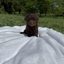 Charlie - Brown male Poodle puppy in Allentown, Pennsylvania from Poodles Are Mixy